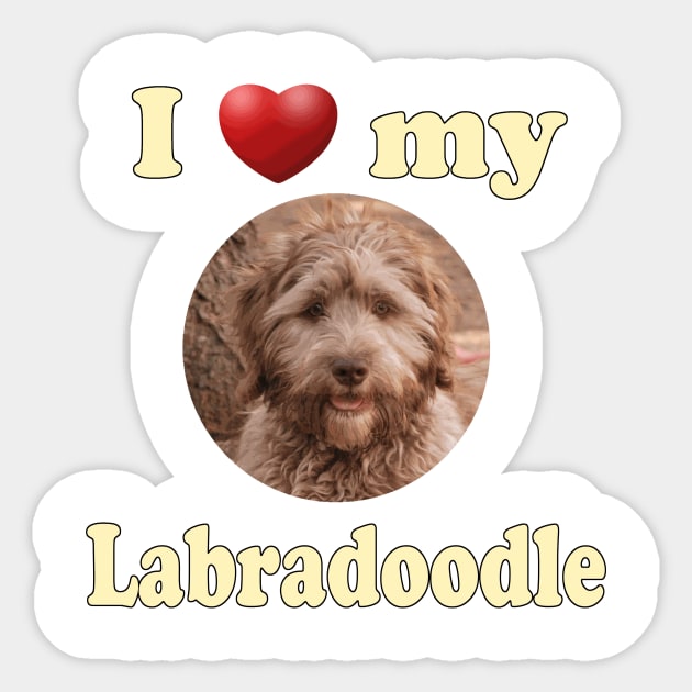 My labradoodle outlet